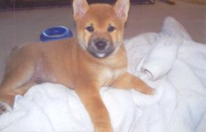 WeekOldSHIBA-INUPuppyForSale